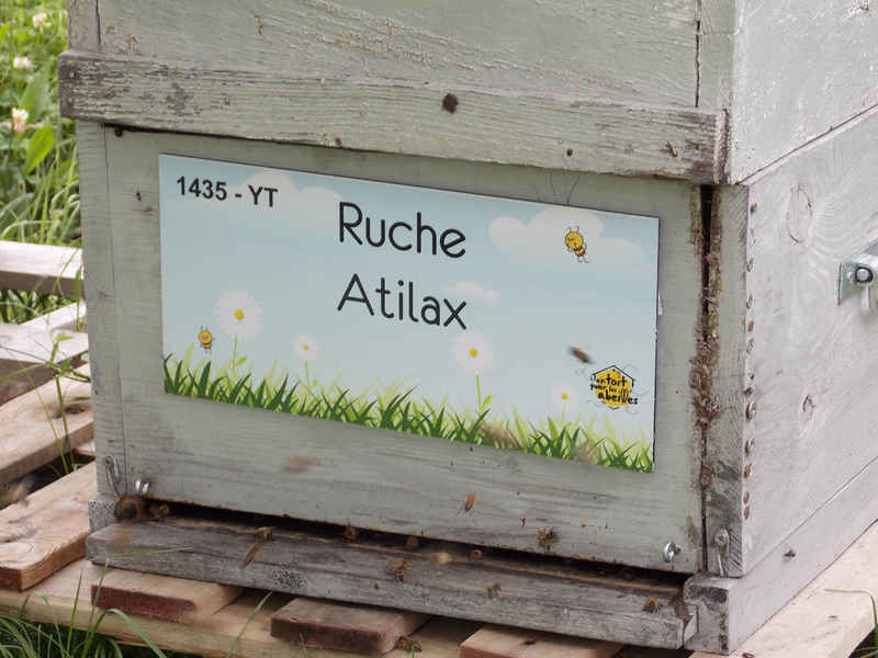 La ruche Atilax