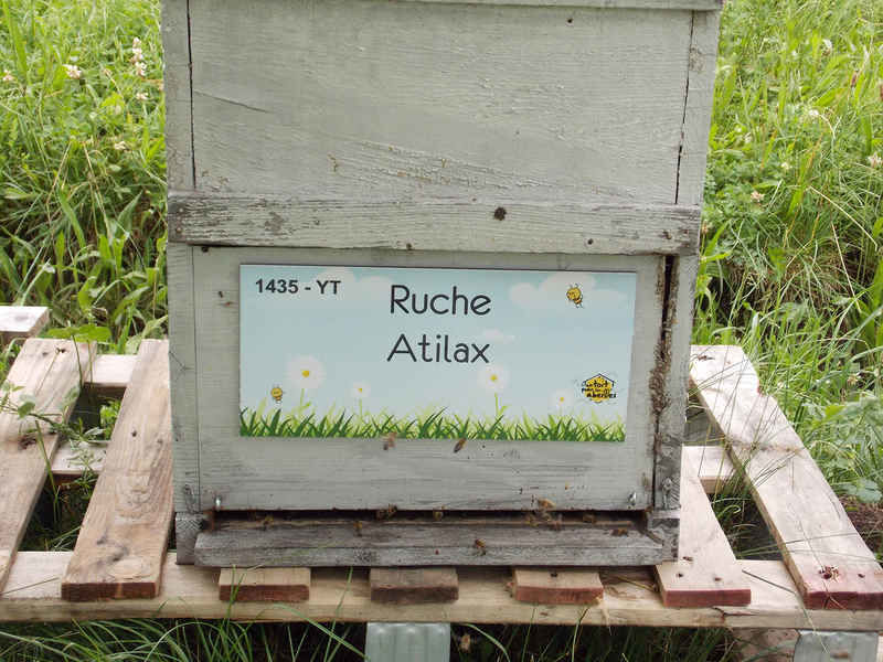 La ruche Atilax
