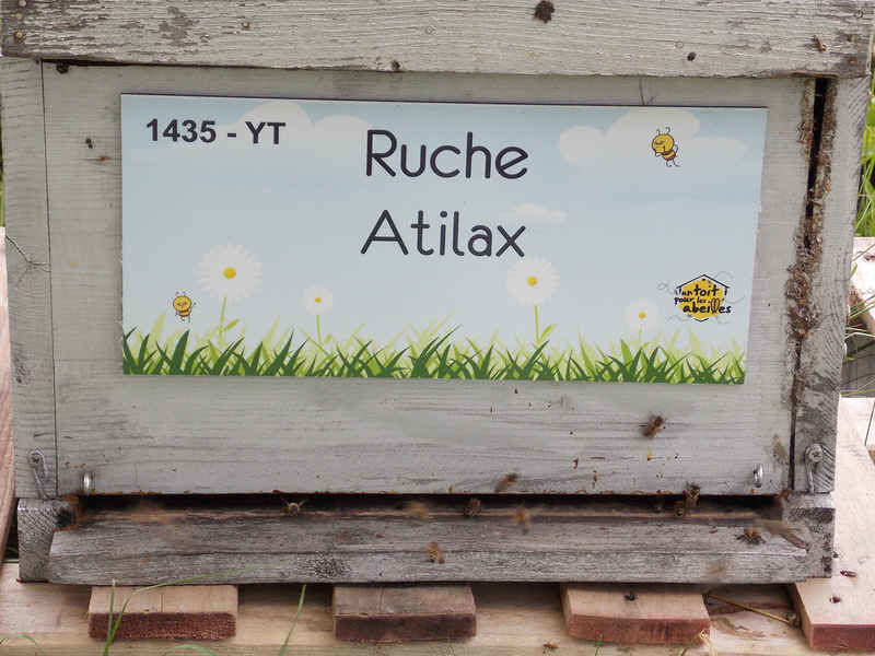 La ruche Atilax