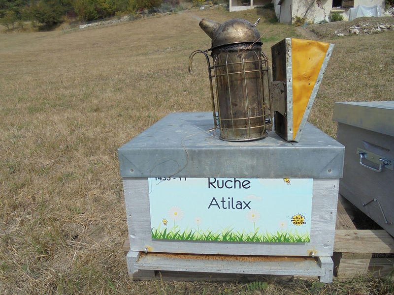 La ruche Atilax