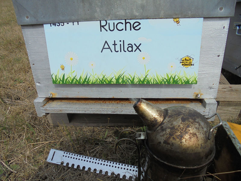 La ruche Atilax