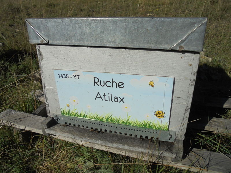 La ruche Atilax