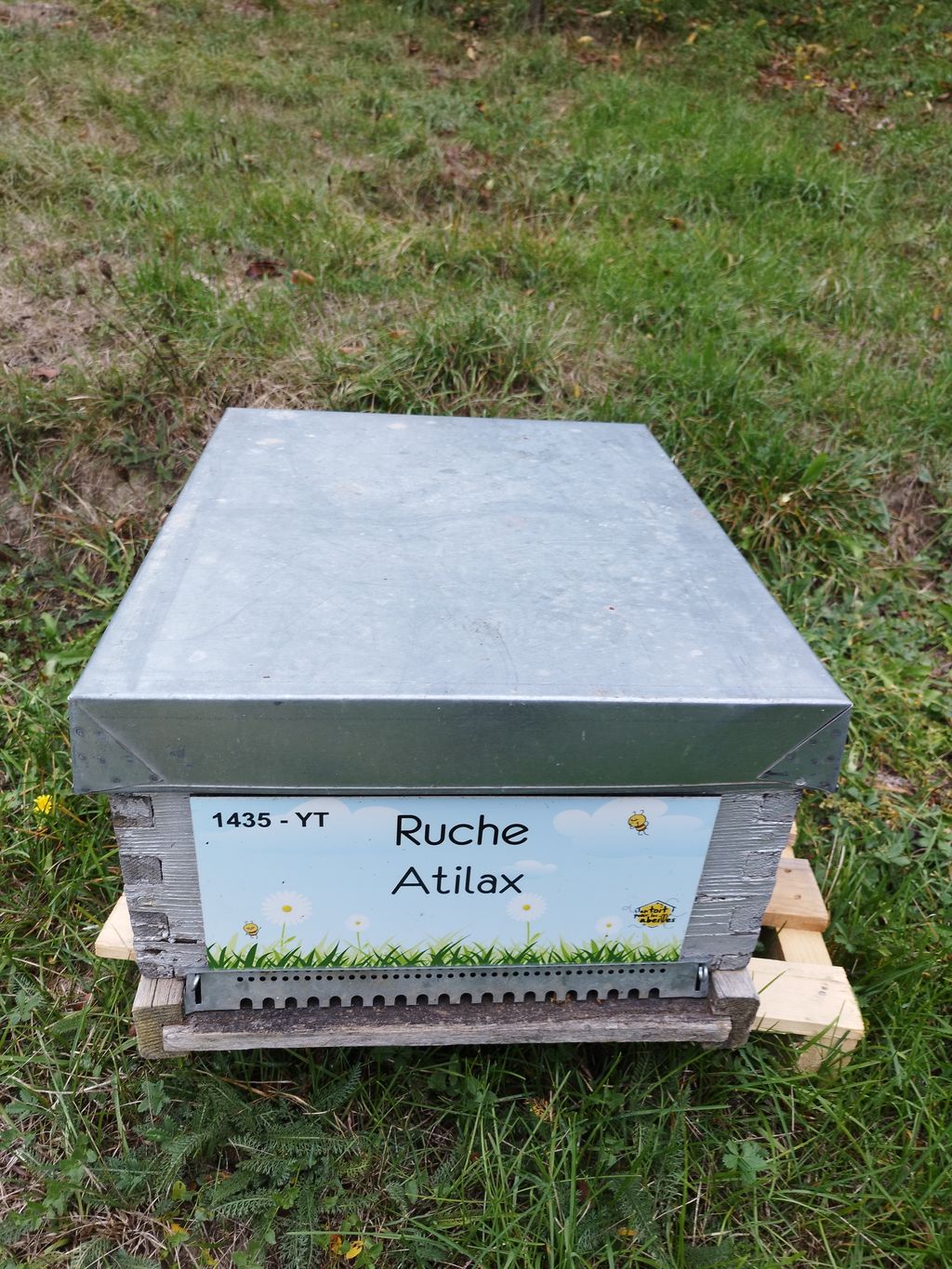 La ruche Atilax