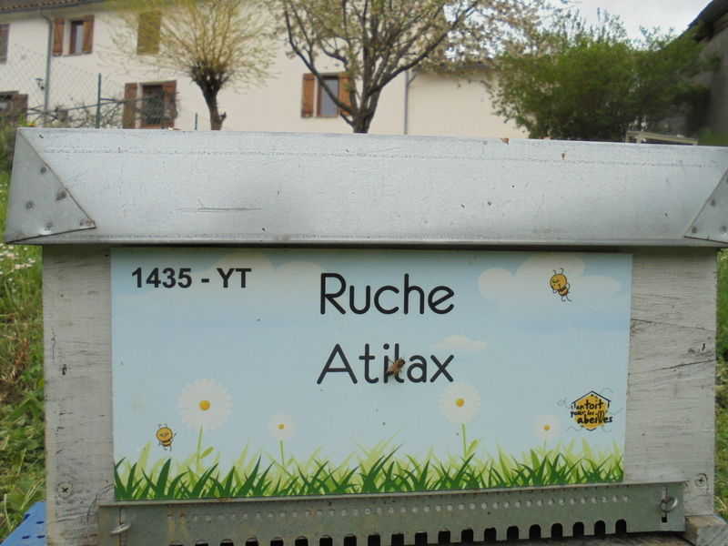 La ruche Atilax