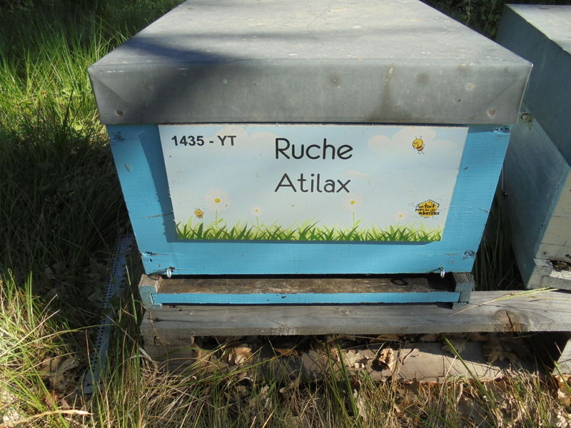 La ruche Atilax