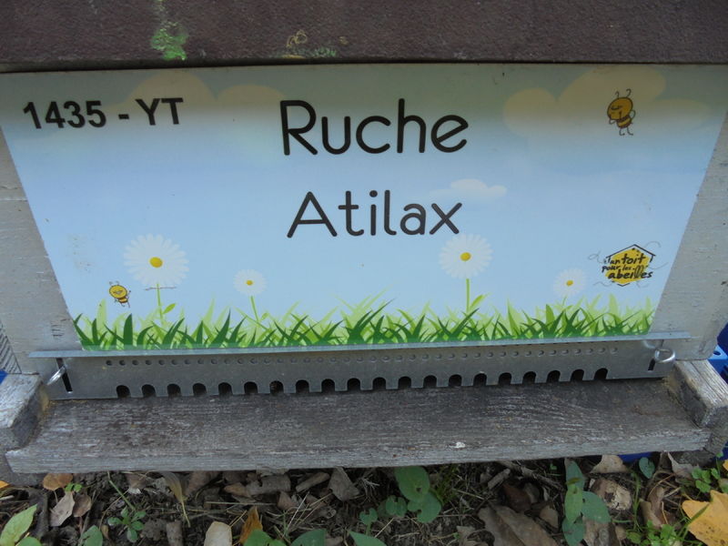 La ruche Atilax