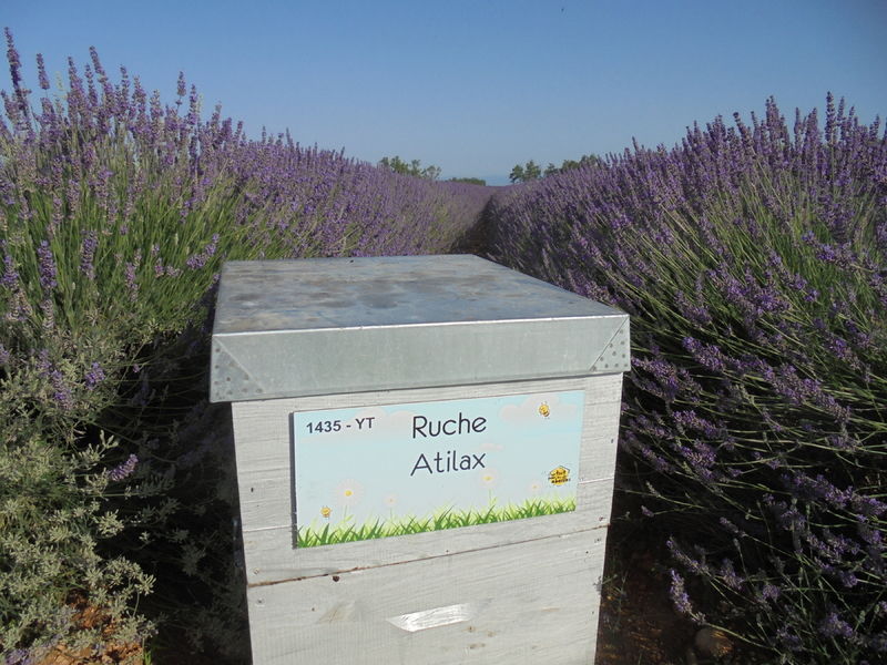 La ruche Atilax