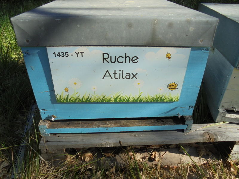 La ruche Atilax