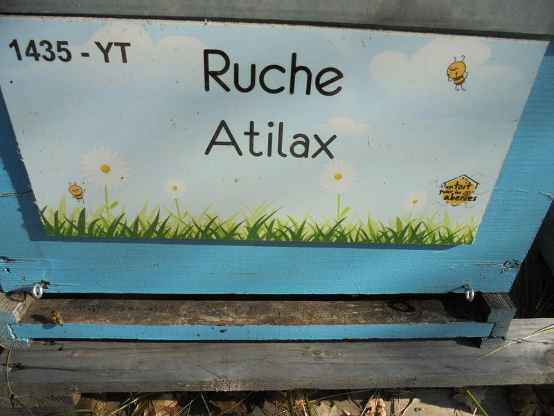 La ruche Atilax