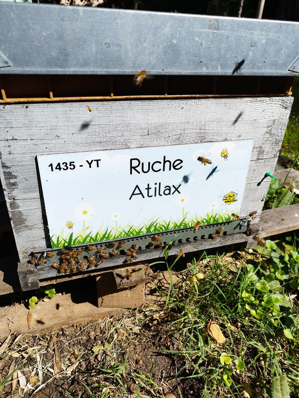 La ruche Atilax