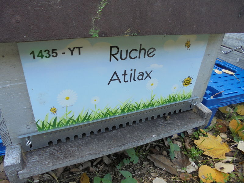 La ruche Atilax