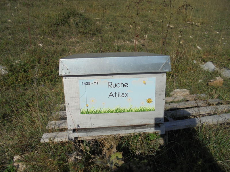 La ruche Atilax