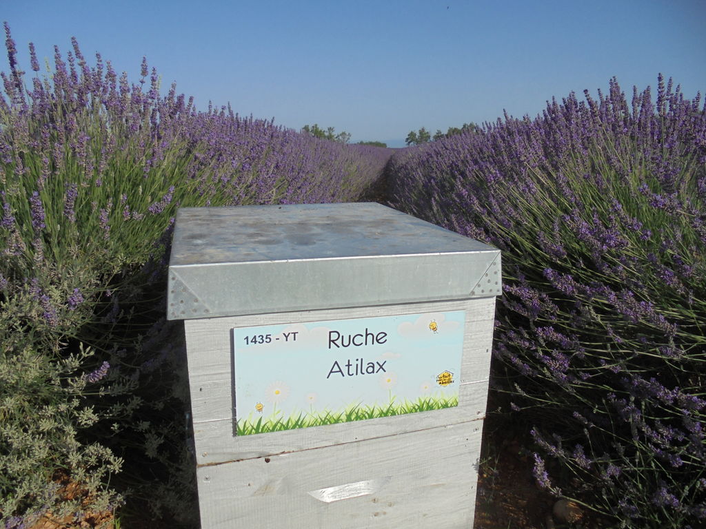 La ruche Atilax
