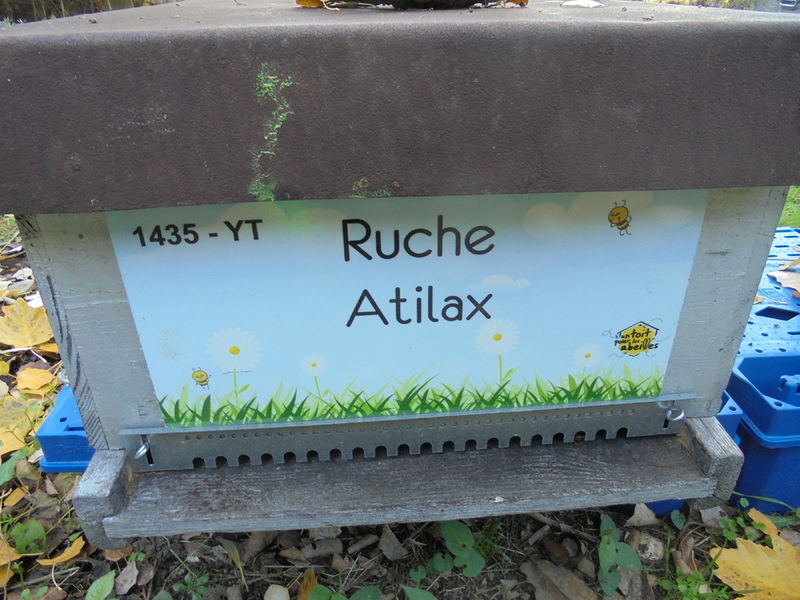 La ruche Atilax