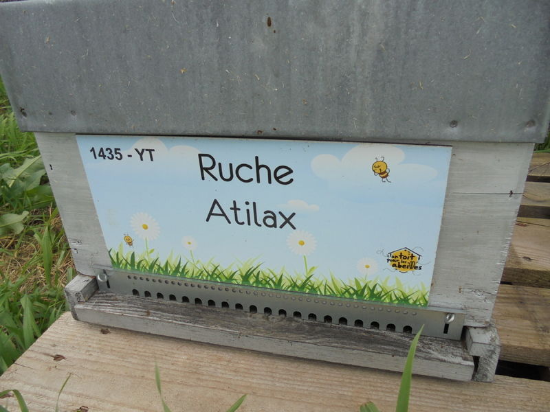 La ruche Atilax