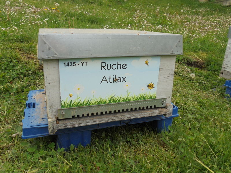 La ruche Atilax