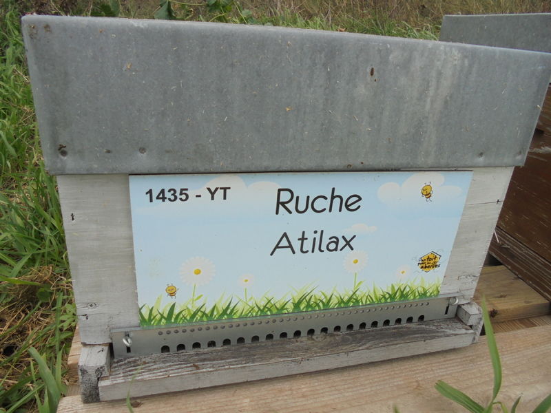 La ruche Atilax