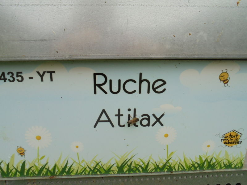 La ruche Atilax