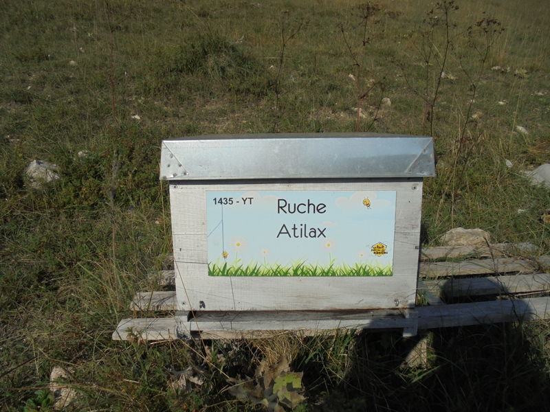 La ruche Atilax