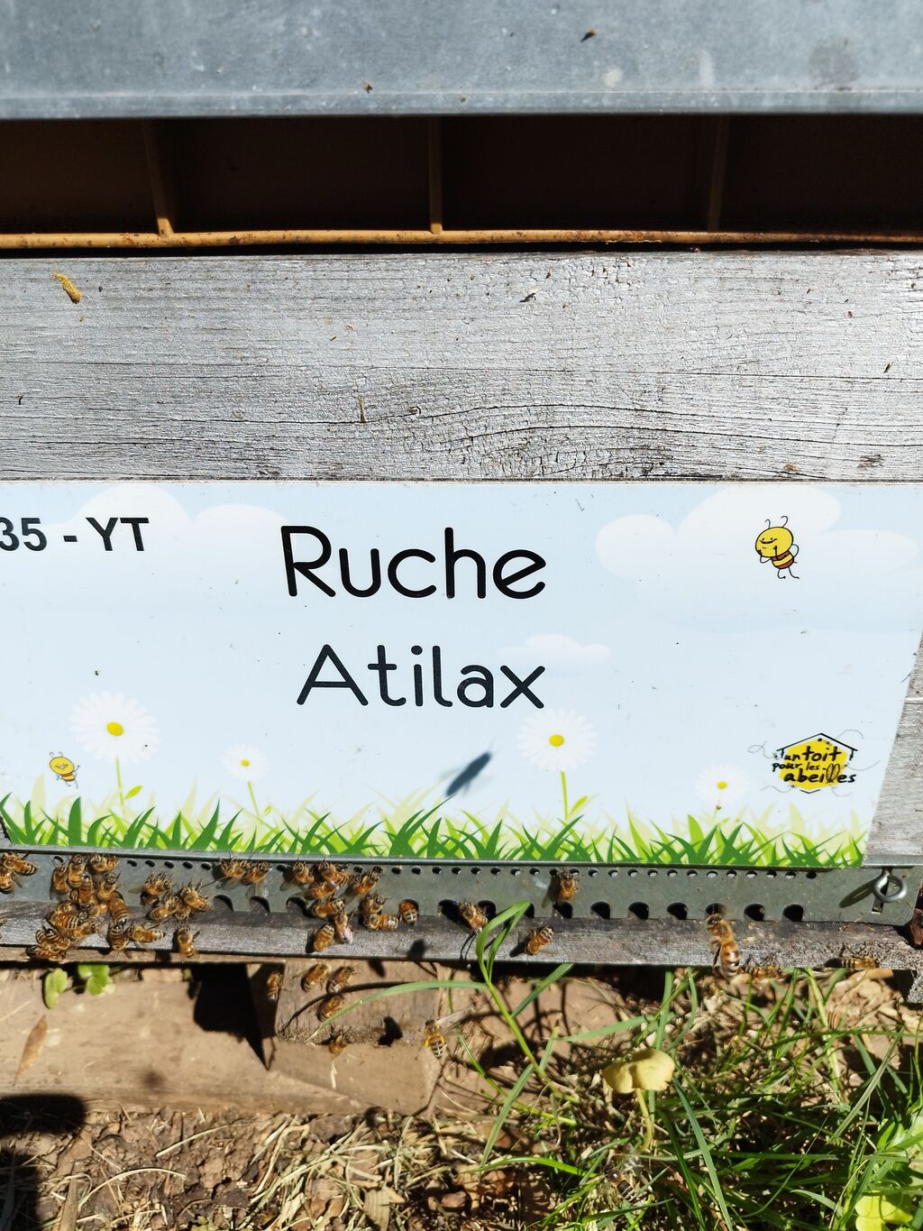 La ruche Atilax