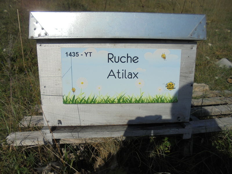 La ruche Atilax