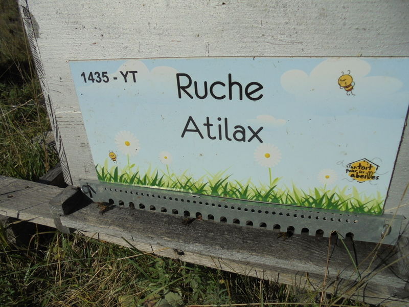 La ruche Atilax