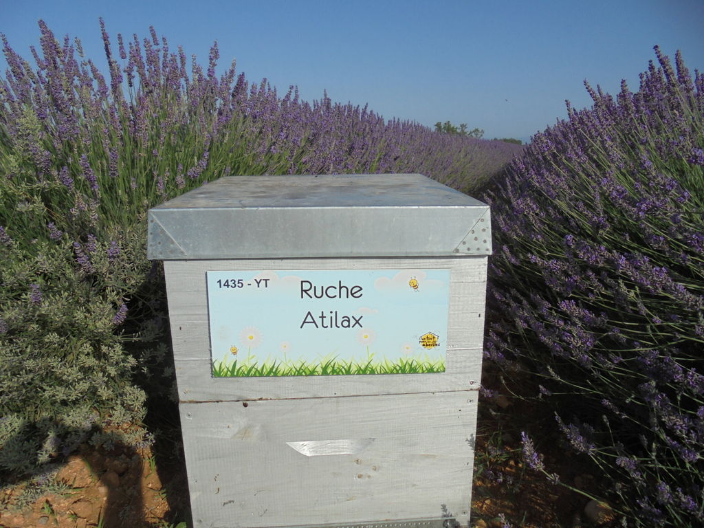 La ruche Atilax