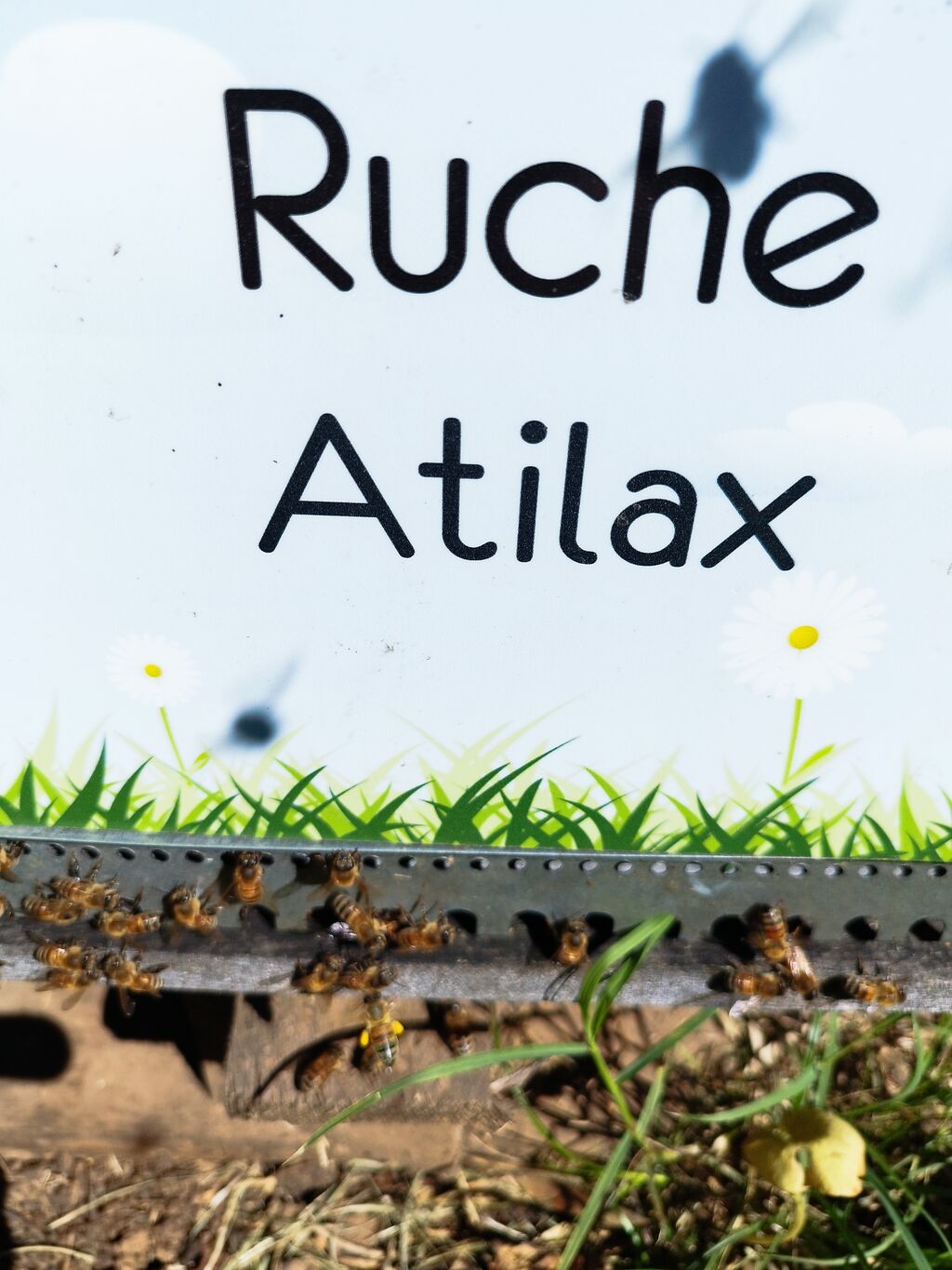 La ruche Atilax