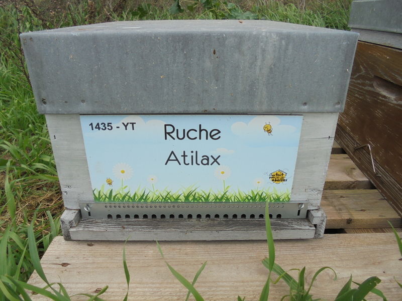 La ruche Atilax
