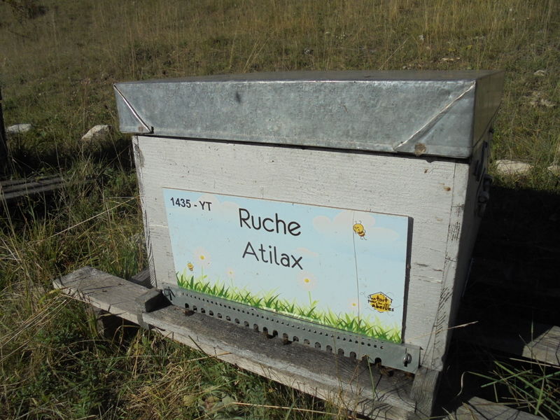 La ruche Atilax