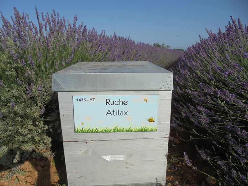 La ruche Atilax