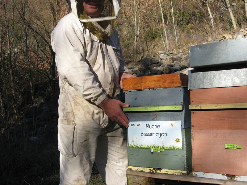 La ruche Bassaricyon