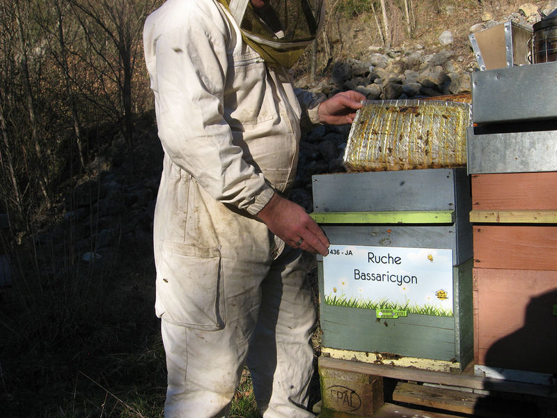 La ruche Bassaricyon