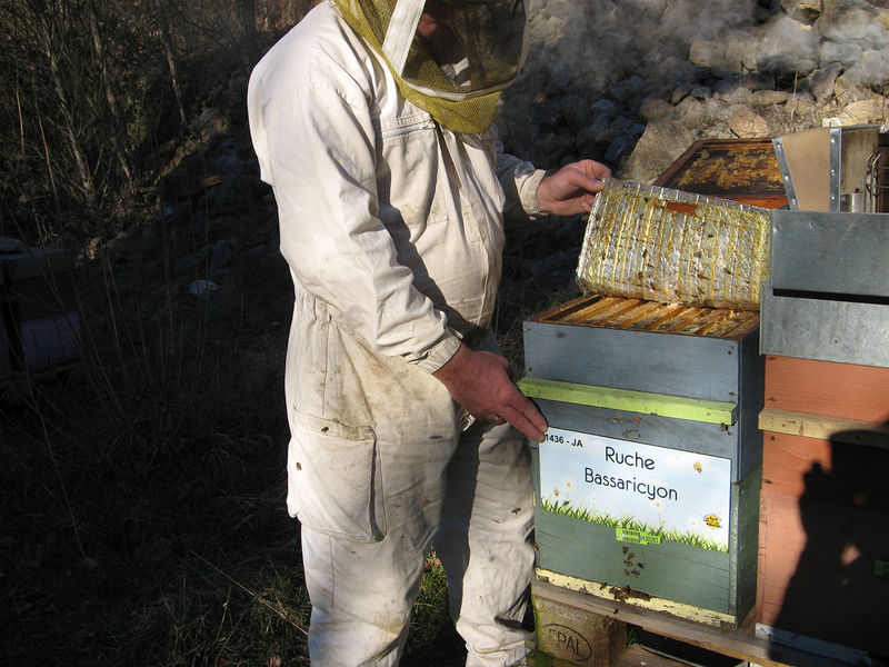 La ruche Bassaricyon