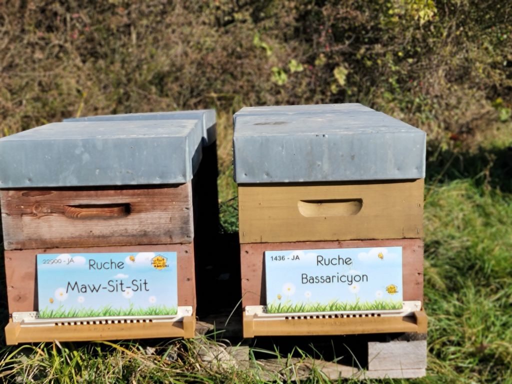 La ruche Bassaricyon