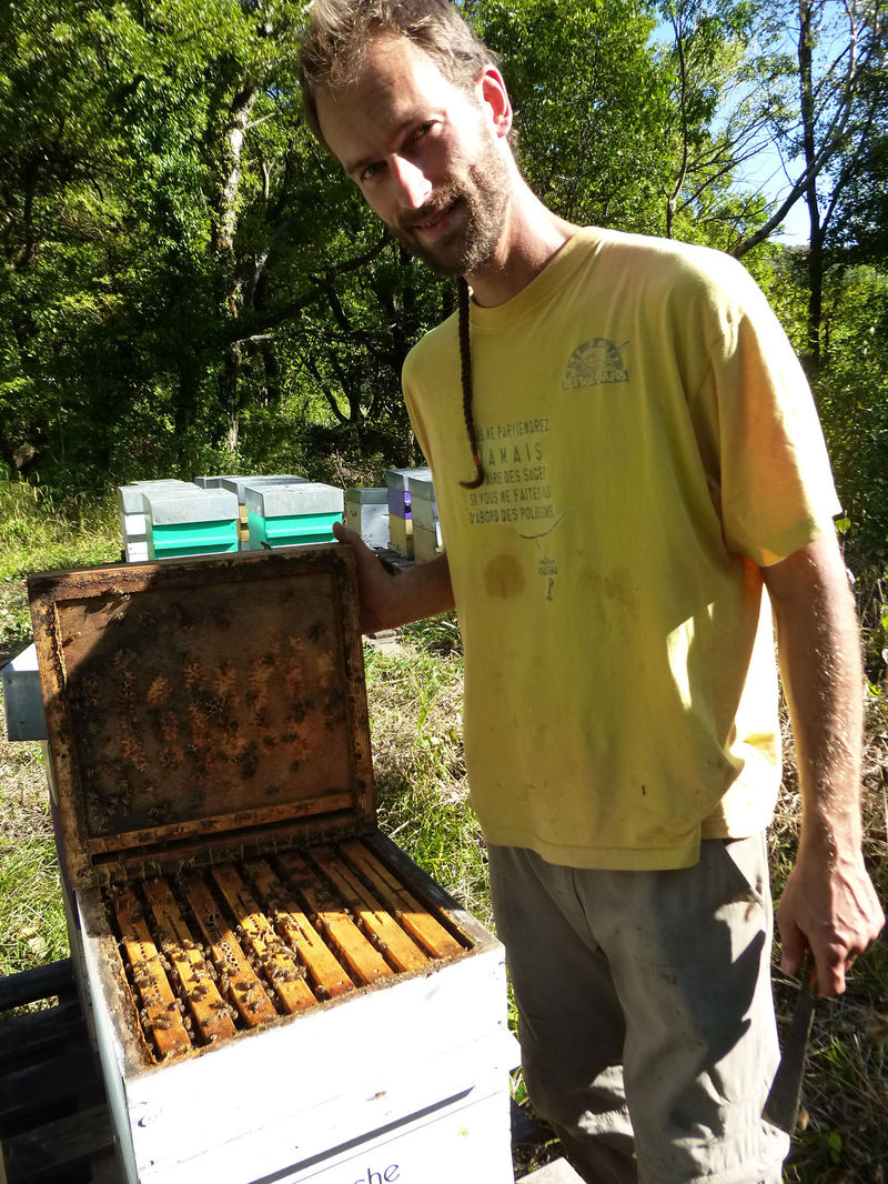 La ruche Callorhinus