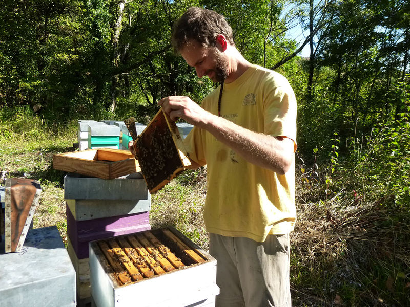 La ruche Callorhinus