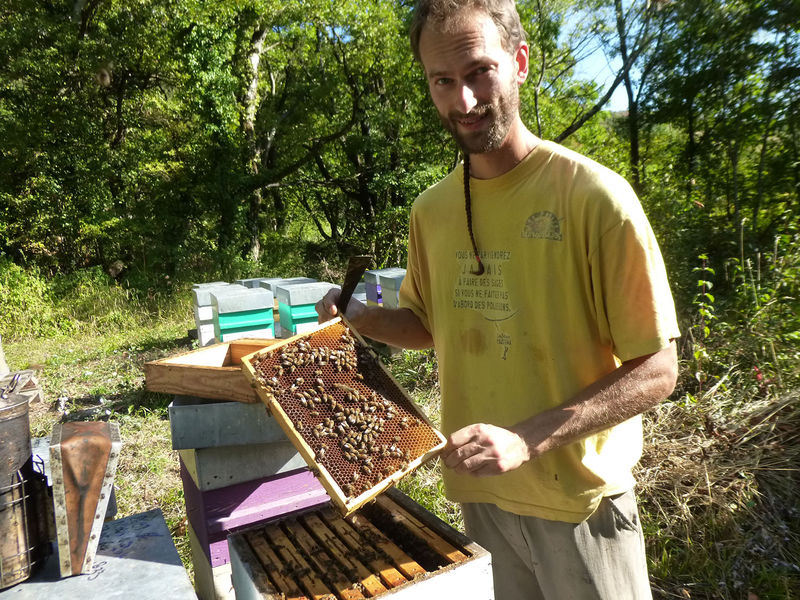 La ruche Callorhinus