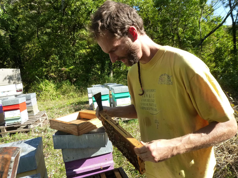 La ruche Callorhinus