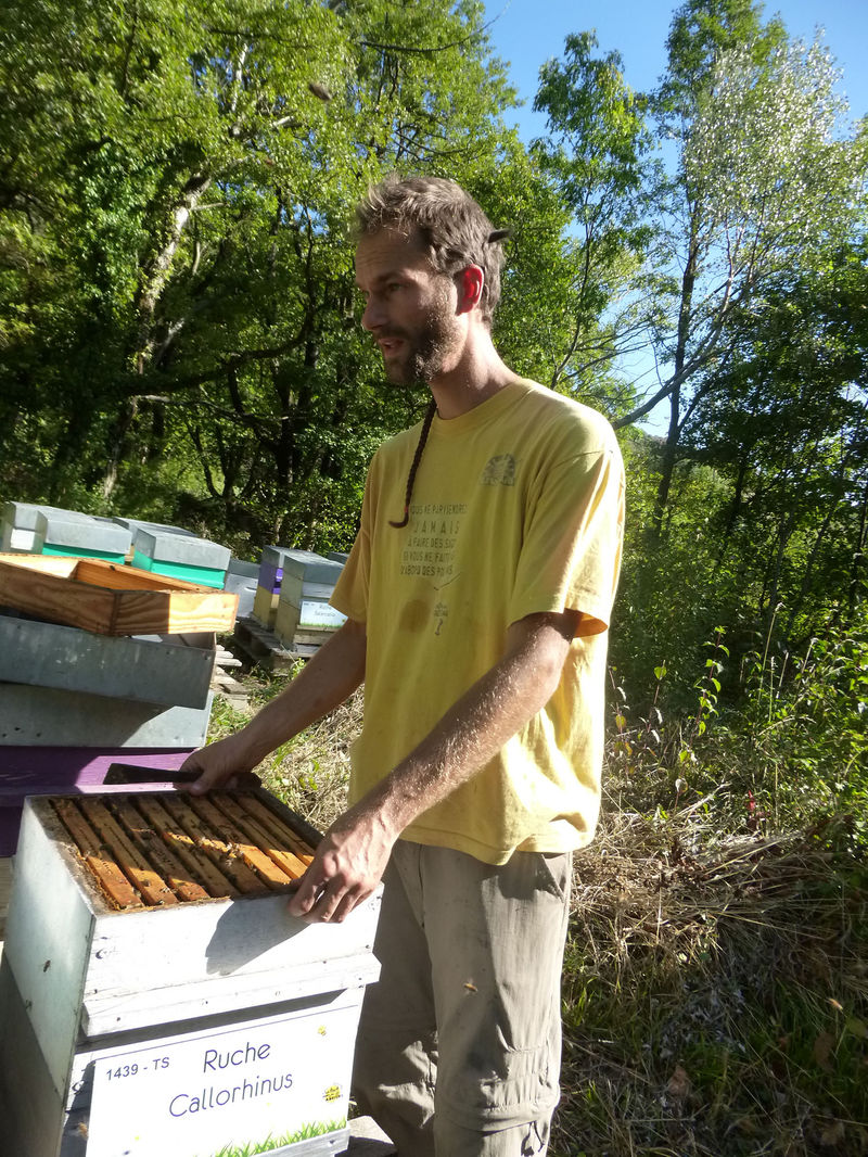 La ruche Callorhinus