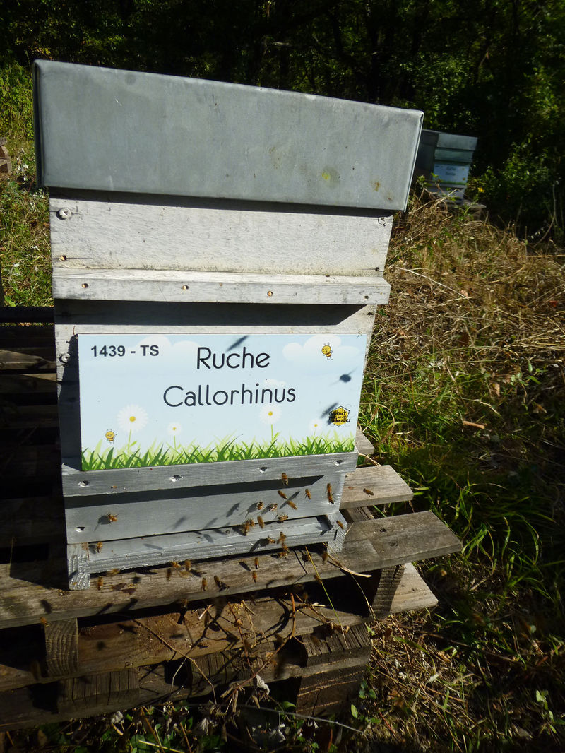 La ruche Callorhinus