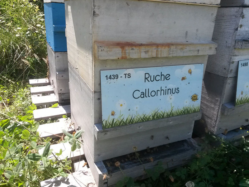 La ruche Callorhinus