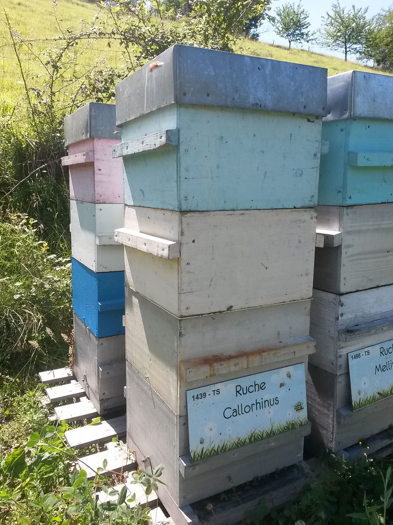 La ruche Callorhinus