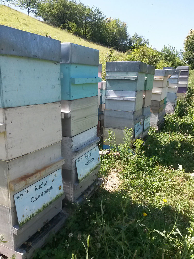 La ruche Callorhinus