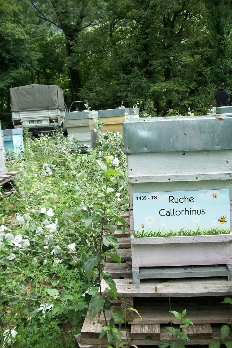 La ruche Callorhinus