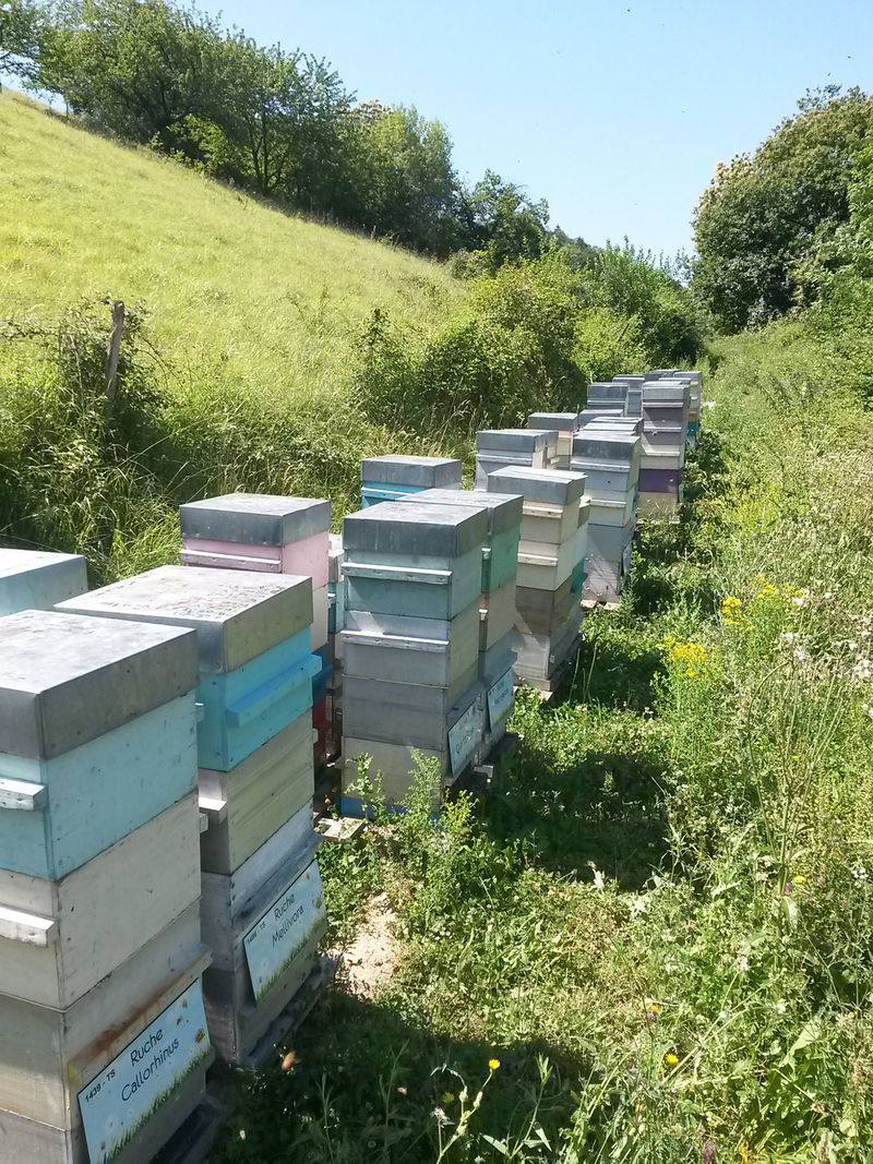 La ruche Callorhinus