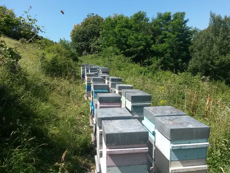 La ruche Callorhinus