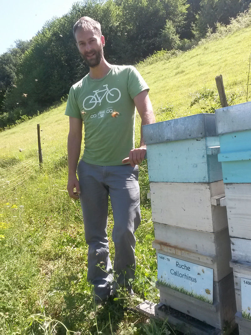 La ruche Callorhinus