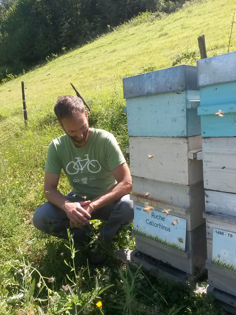 La ruche Callorhinus