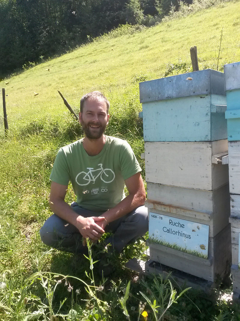 La ruche Callorhinus